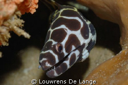 Baby Moray Eel by Louwrens De Lange 